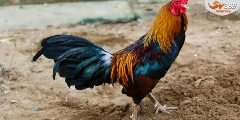 Các giống gà chiến thượng hạng