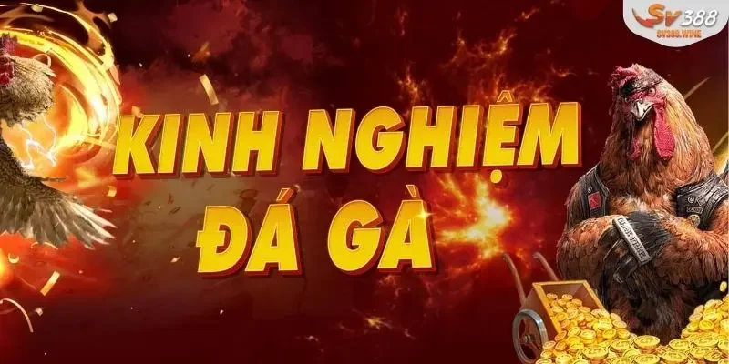 Chiến thuật gà chiến lão luyện