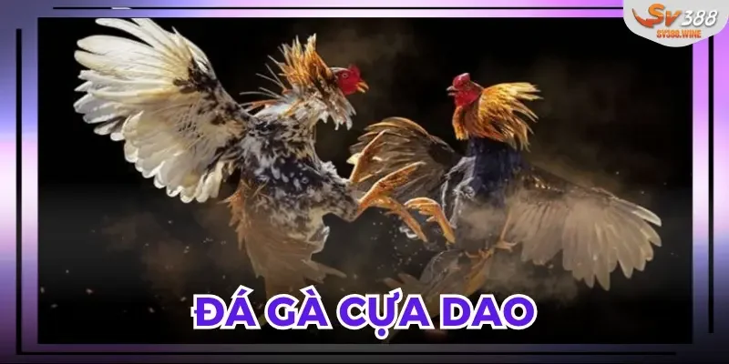 Bí kíp cược đá gà đánh đâu thắng đó từ cao thủ