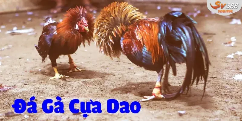 Các quy định cơ bản mà một kê thủ cần nắm rõ
