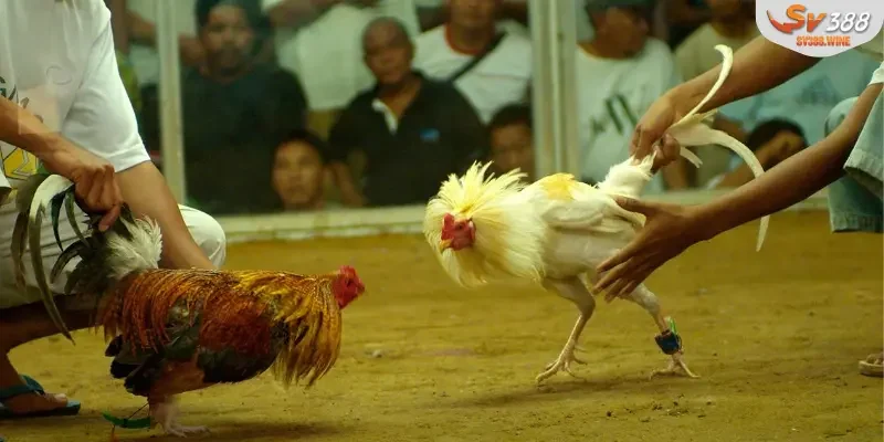 Cách một trận đấu đá gà cựa dao truyền thống được diễn ra