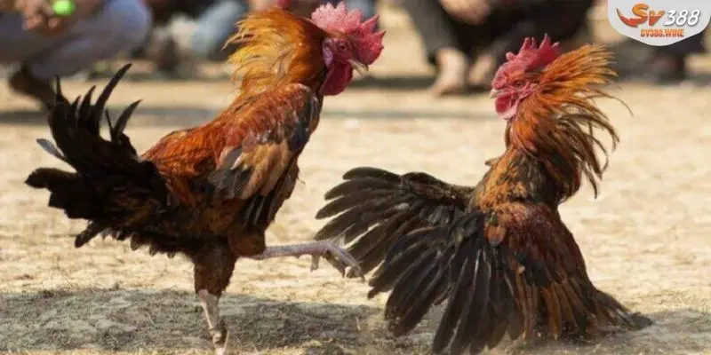 Đá gà nòi truyền thống c1