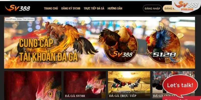 Đá Gà Tre Thomo Hấp Dẫn Và Hợp Pháp Cùng Sân Chơi SV388