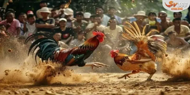 Đấu trường đá gà tre Thomo sôi động với không khí náo nhiệt