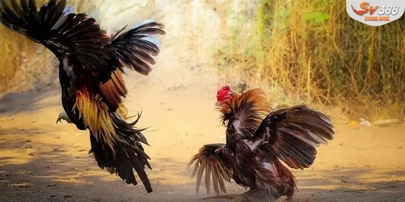 Địa chỉ hội tụ các trận gà chiến đỉnh cao