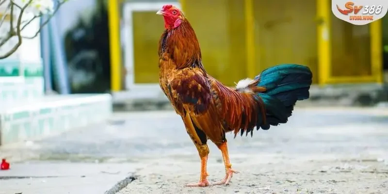 Điều kiện tham gia đấu trường của chiến kê