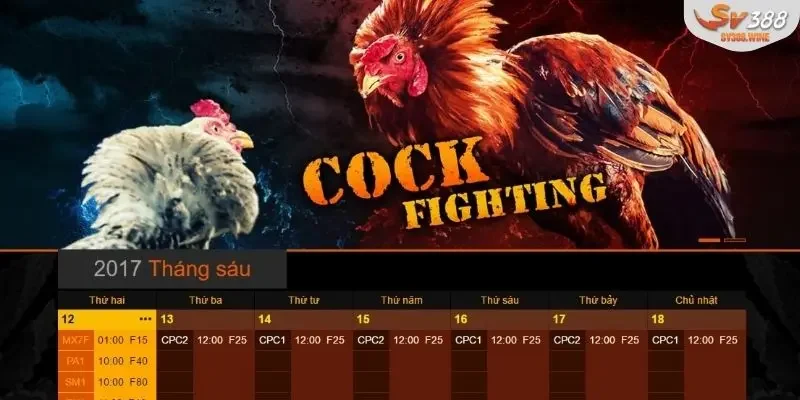 Giao diện đá gà tre Thomo tại SV388 thân thiện và dễ sử dụng