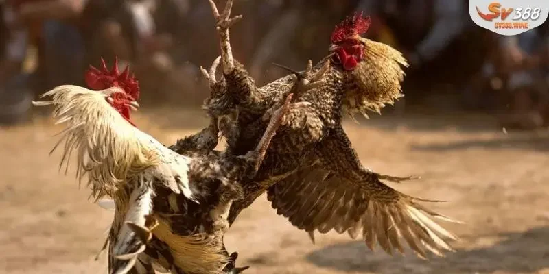 Những mẹo quan trọng khi tham gia đá gà tre Thomo