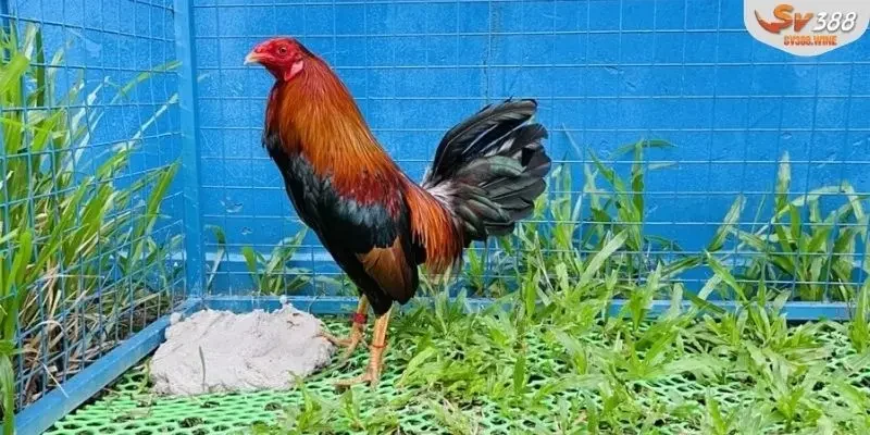 Những giống gà tre Thomo thượng hạng