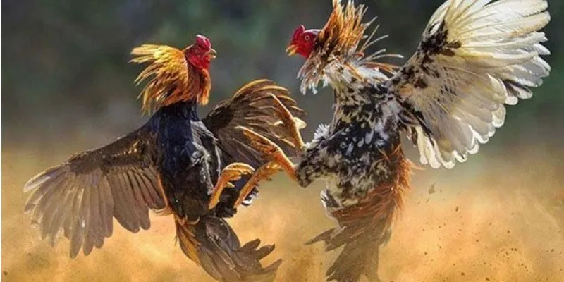 Sơ lược về trang đá gà uy tín
