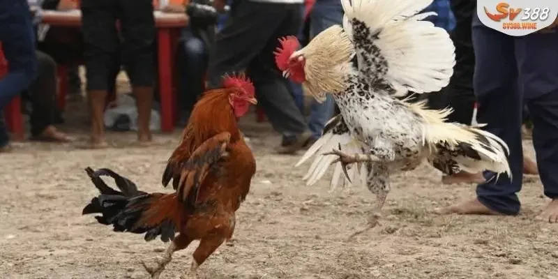 Đá Gà C1 - Sàn Đấu Gà Chuyên Nghiệp Hàng Đầu Châu Á