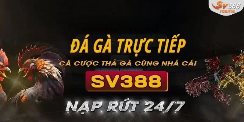 Đá Gà Trực Tiếp Thomo, Trải Nghiệm Kịch Tính Mỗi Ngày