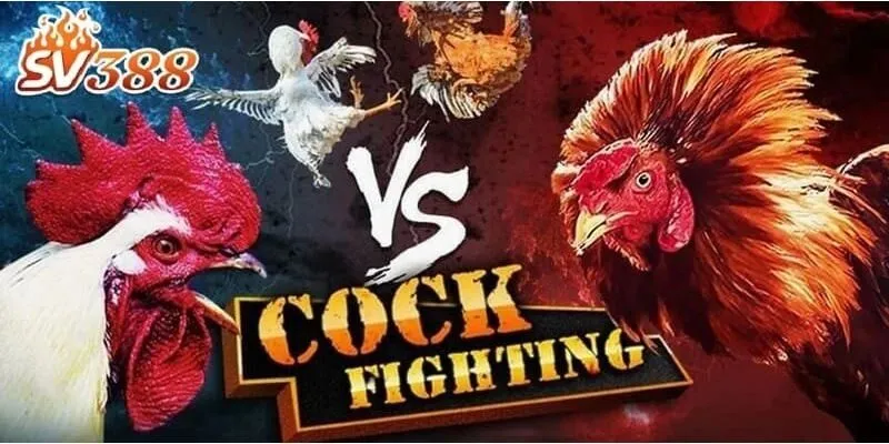 Trang đá gà trực tuyến SV388 mang đến chất lượng tốt