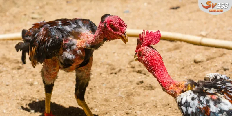 Cách chơi chuẩn nhất dành cho người mới tham gia