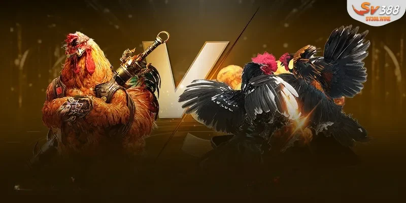 Sơ lược về loại hình chọi gà C3