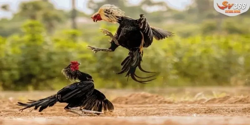 Ưu điểm nổi trội của đá gà c1
